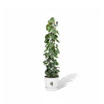Philodendron Scandens kopen