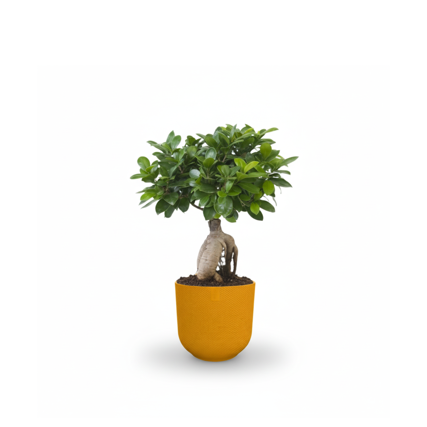 Ficus Ginseng kopen
