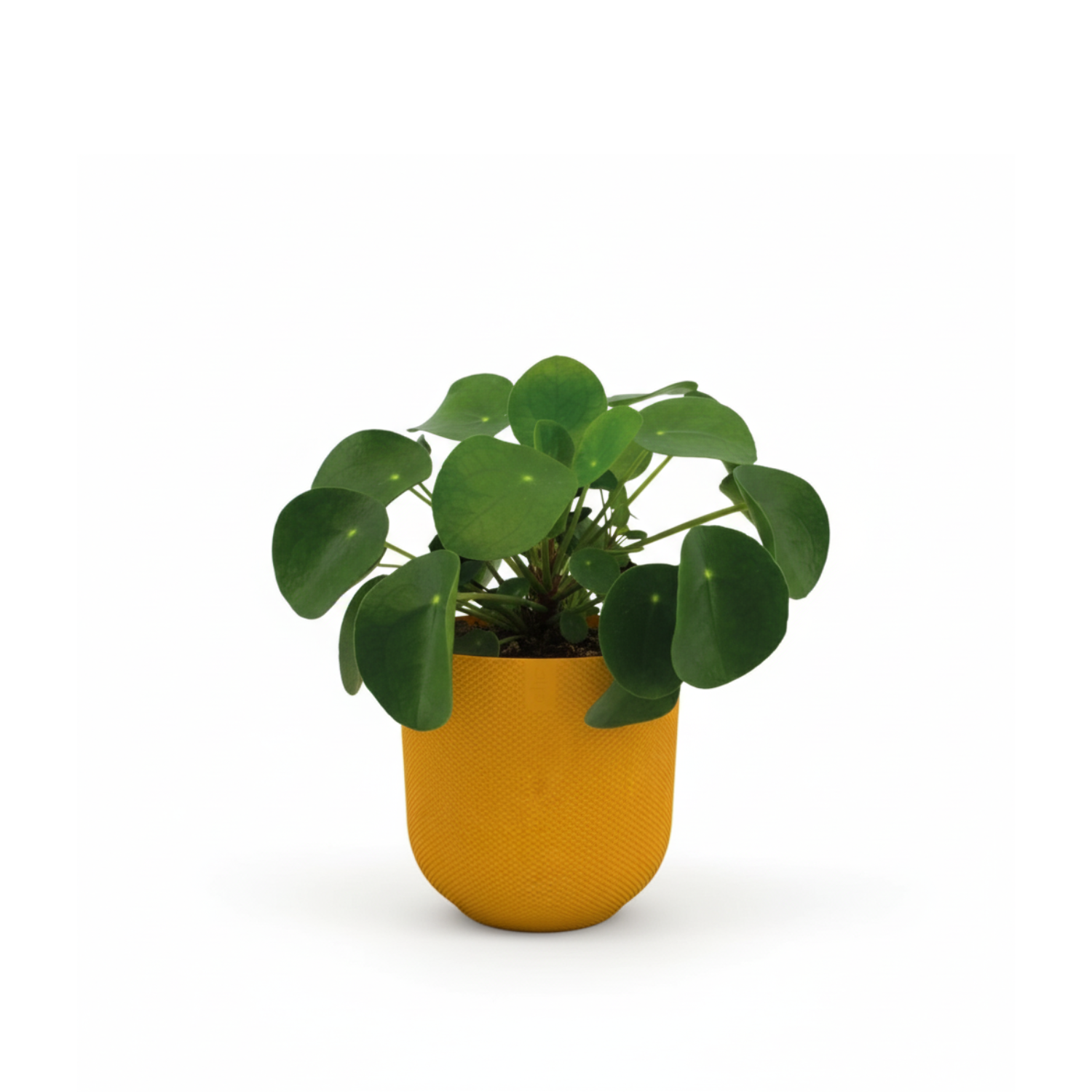 Pilea Peperomioides 
