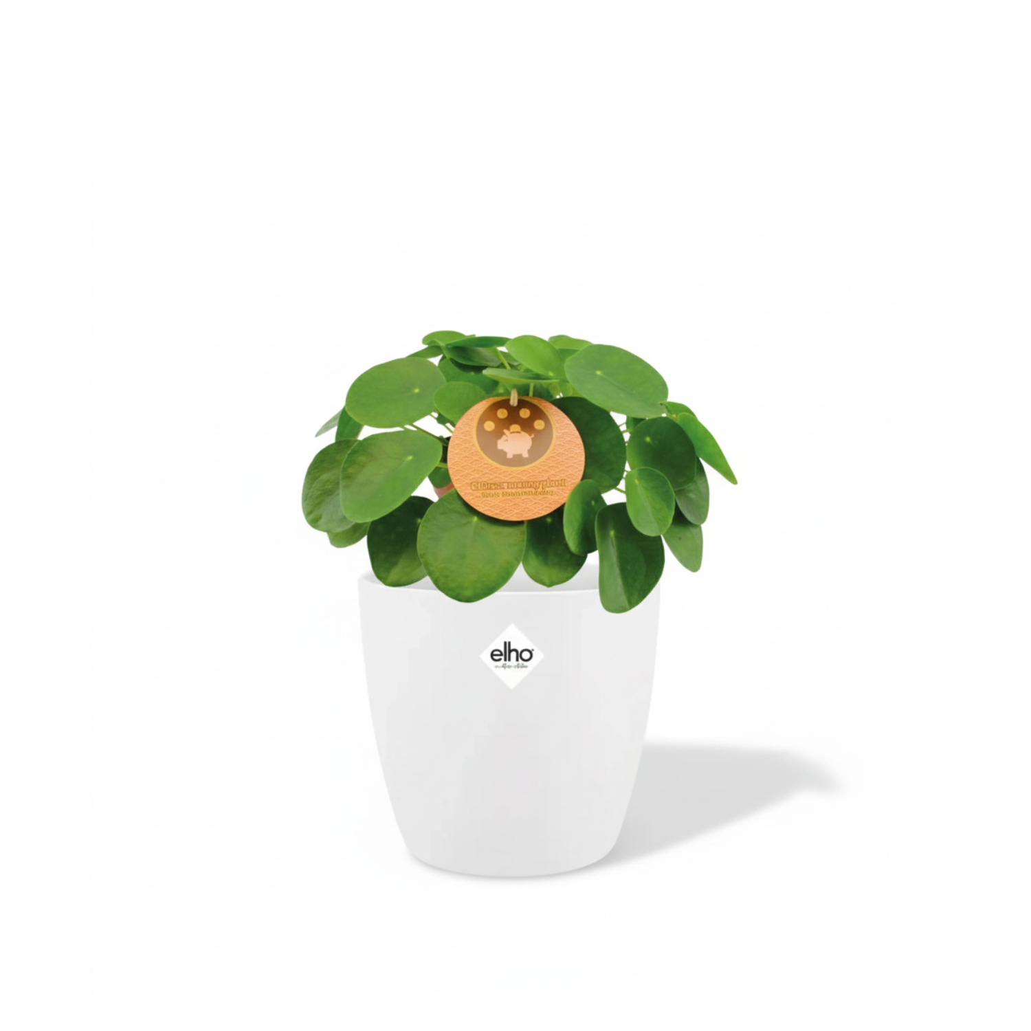 Pilea Peperomioides