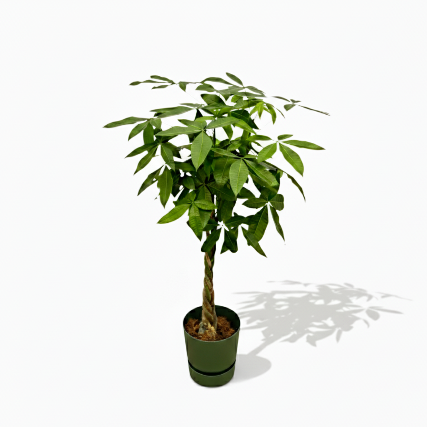 Pachira Aquatica