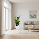 zamioculcas plant kopen