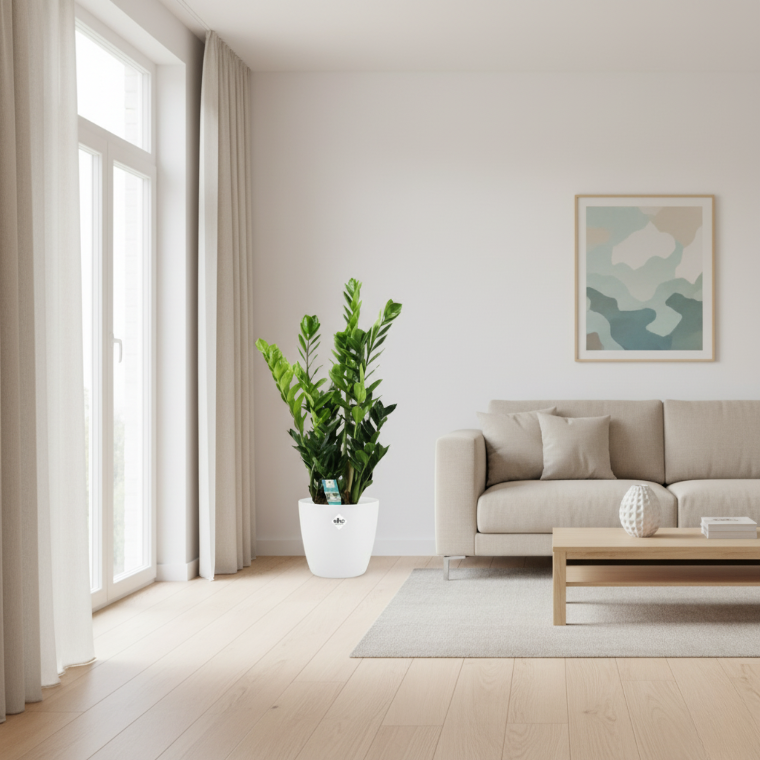 zamioculcas plant kopen