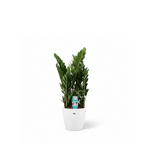 Zamioculcas 