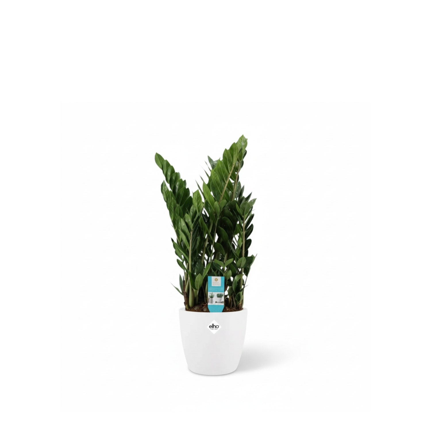 Zamioculcas 