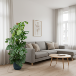 Monstera Pertusum