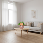  Pilea Peperomioides