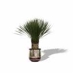 Yucca Rostrata