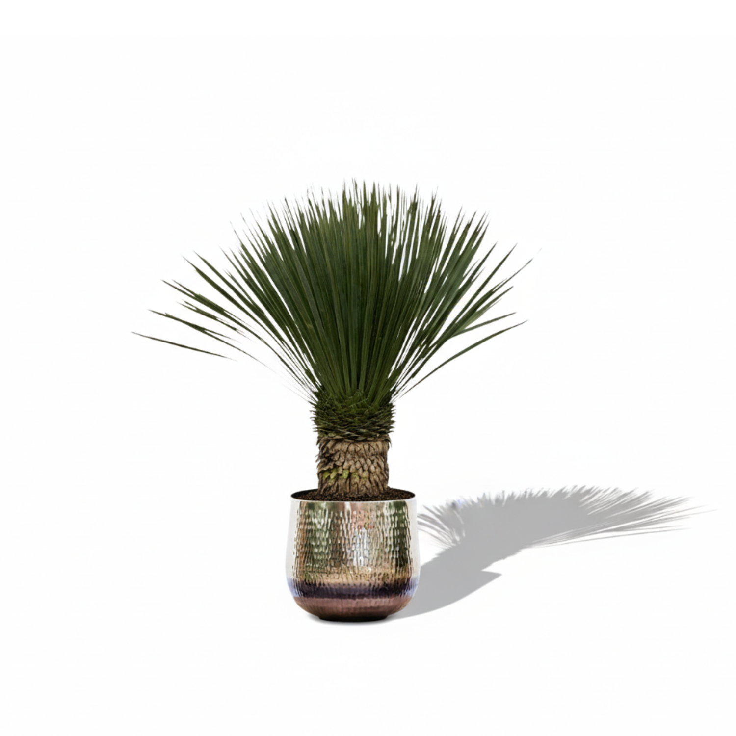 Yucca Rostrata