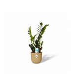 Zamioculcas Zamiifolia kopen