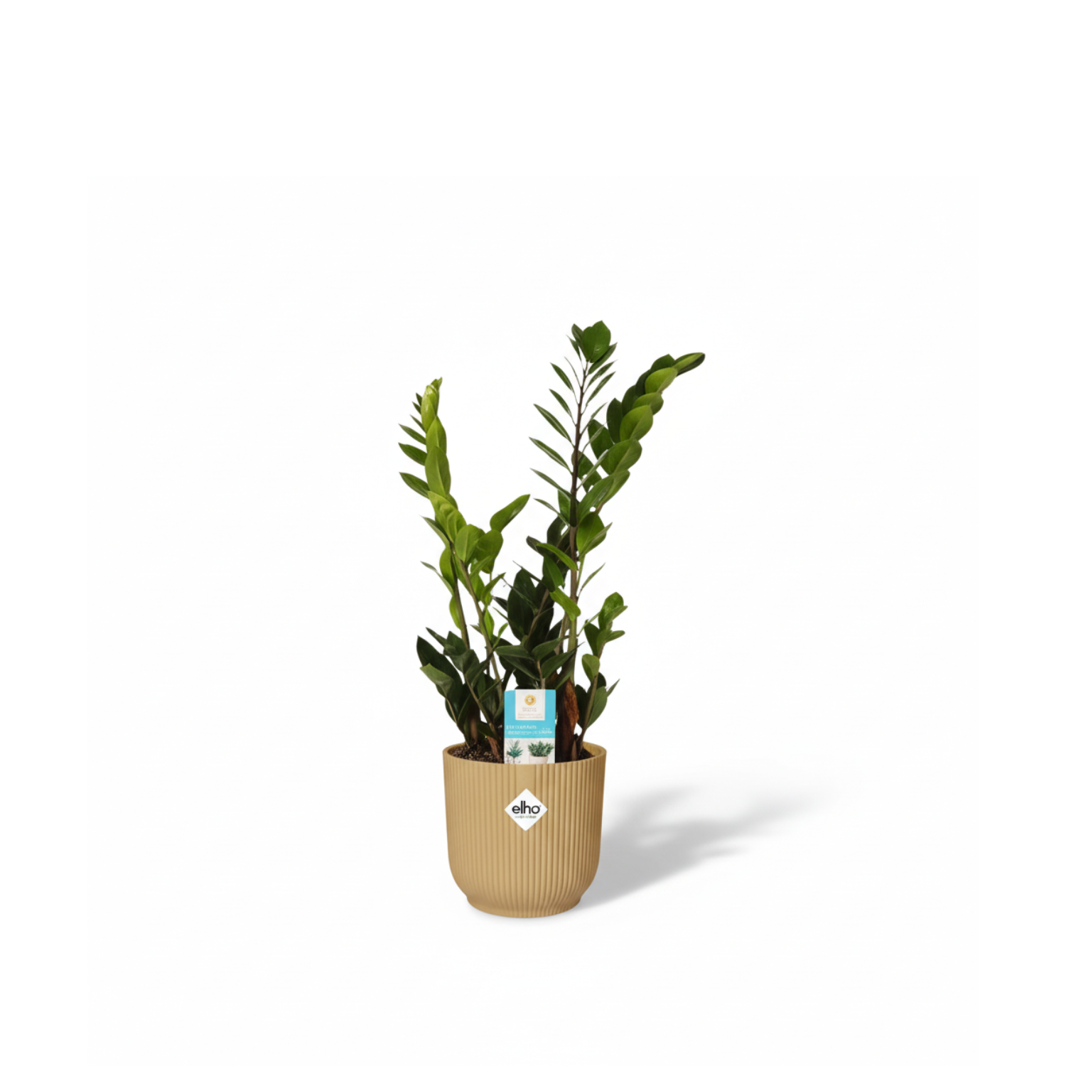 Zamioculcas Zamiifolia kopen