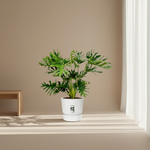 Philodendron Selloum