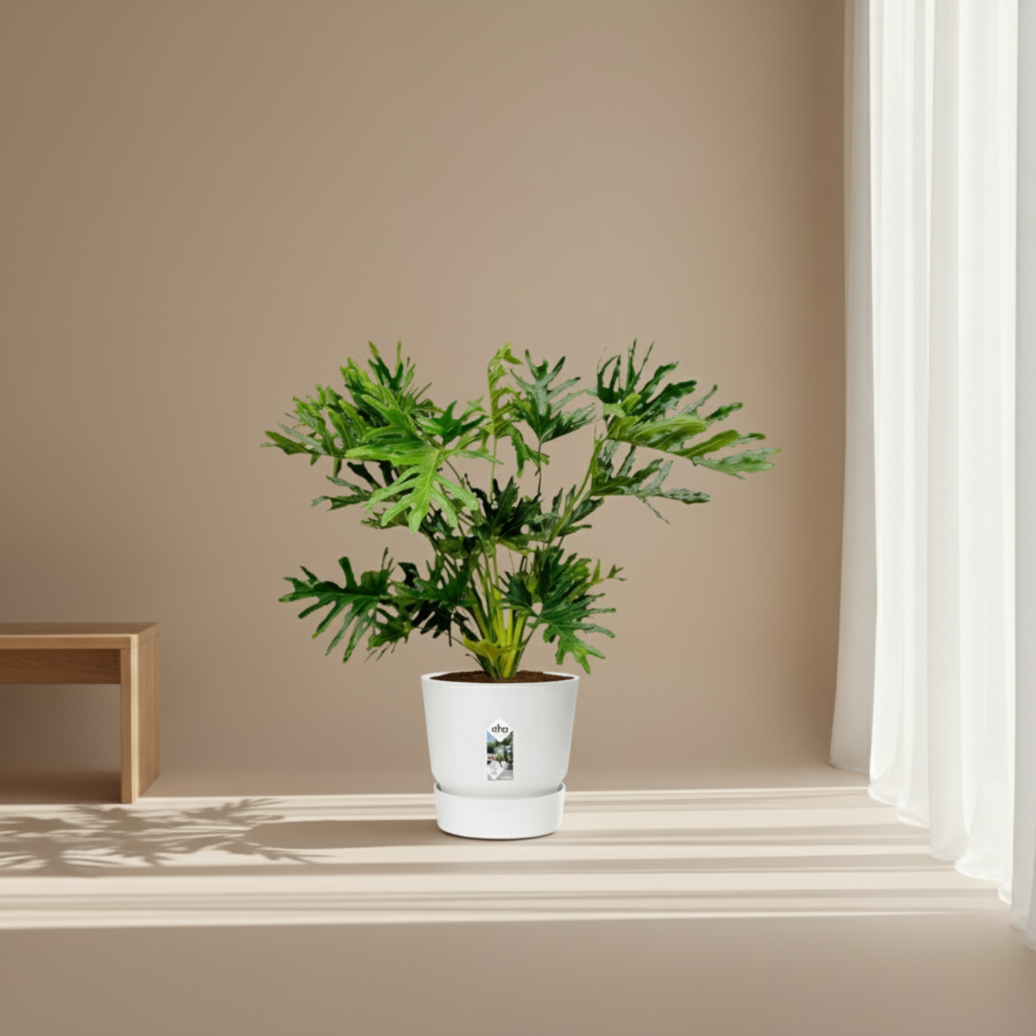Philodendron Selloum