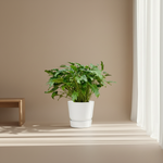 Philodendron Xanadu kopen