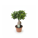 Ficus Ginseng kopen
