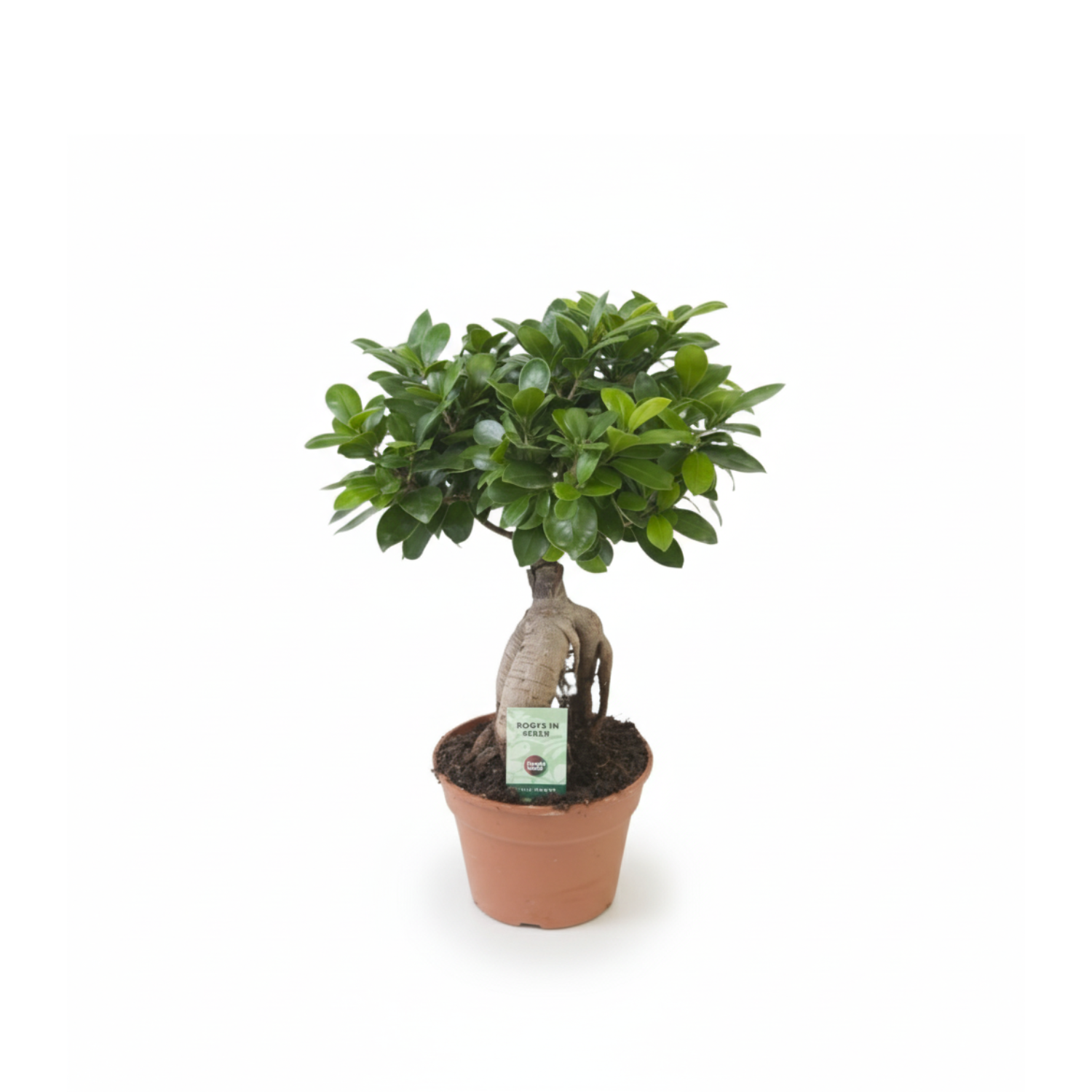 Ficus Ginseng kopen