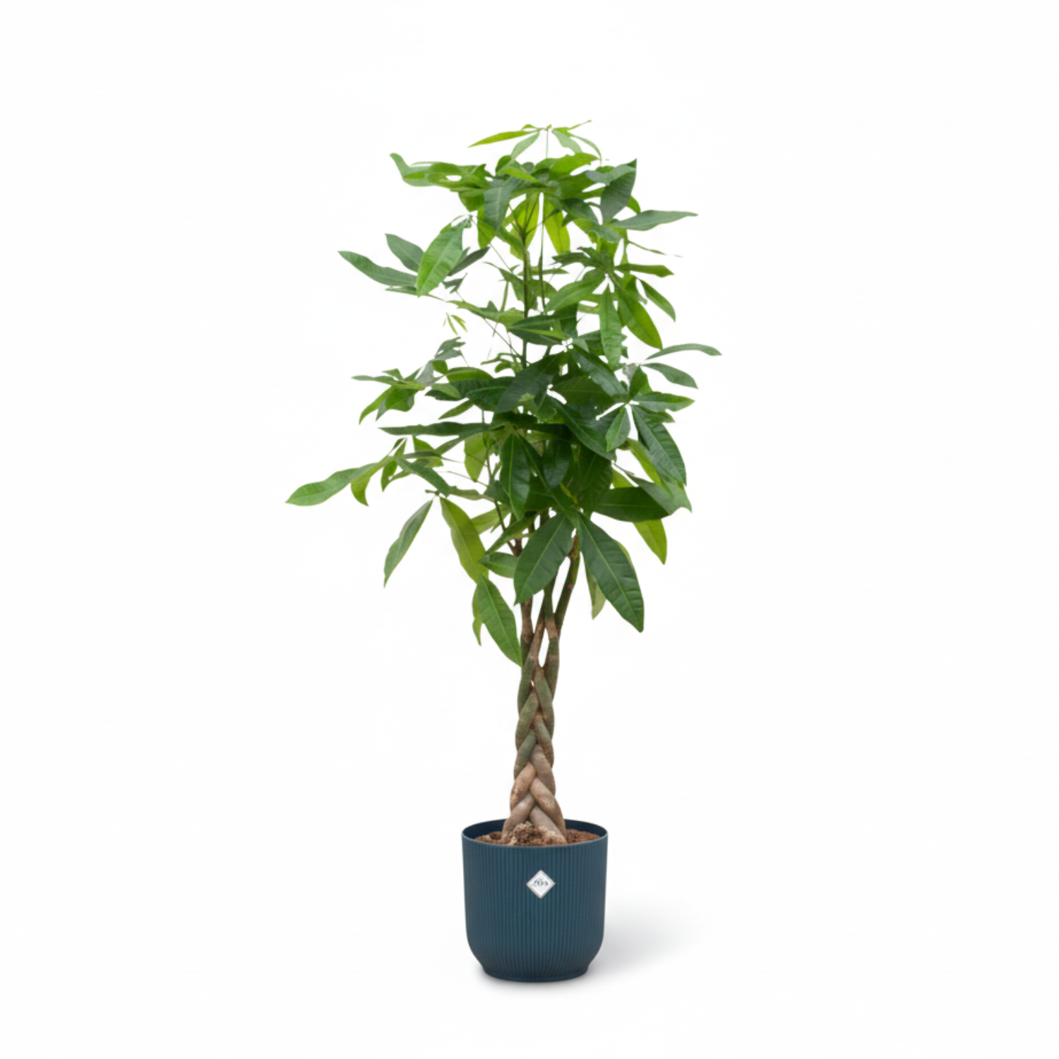 Pachira Aquatica