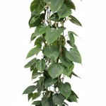 Philodendron Scandens kopen