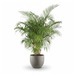Areca Palm kopen