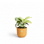 Calathea Orbifolia