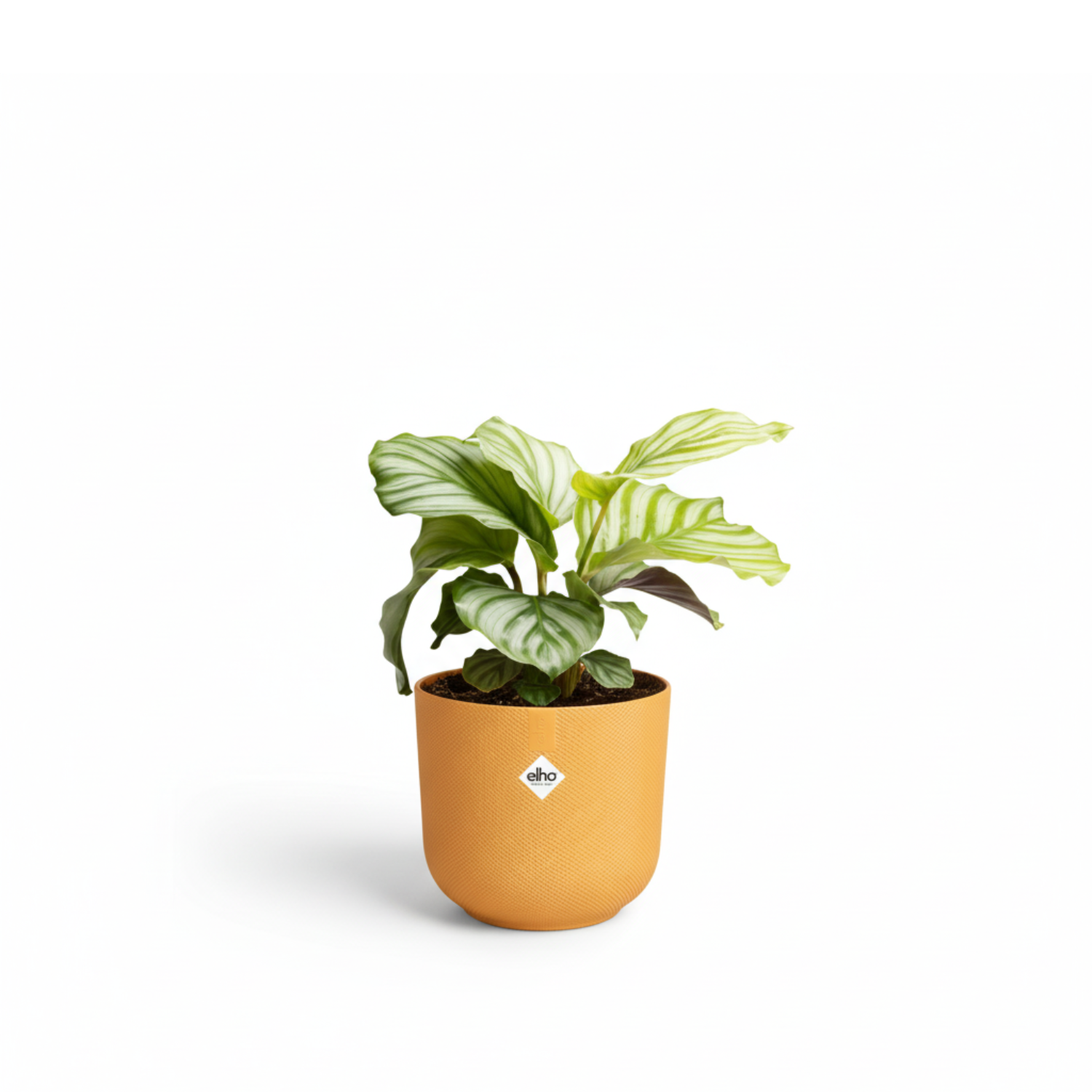 Calathea Orbifolia