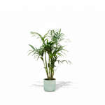 Kentia Palm