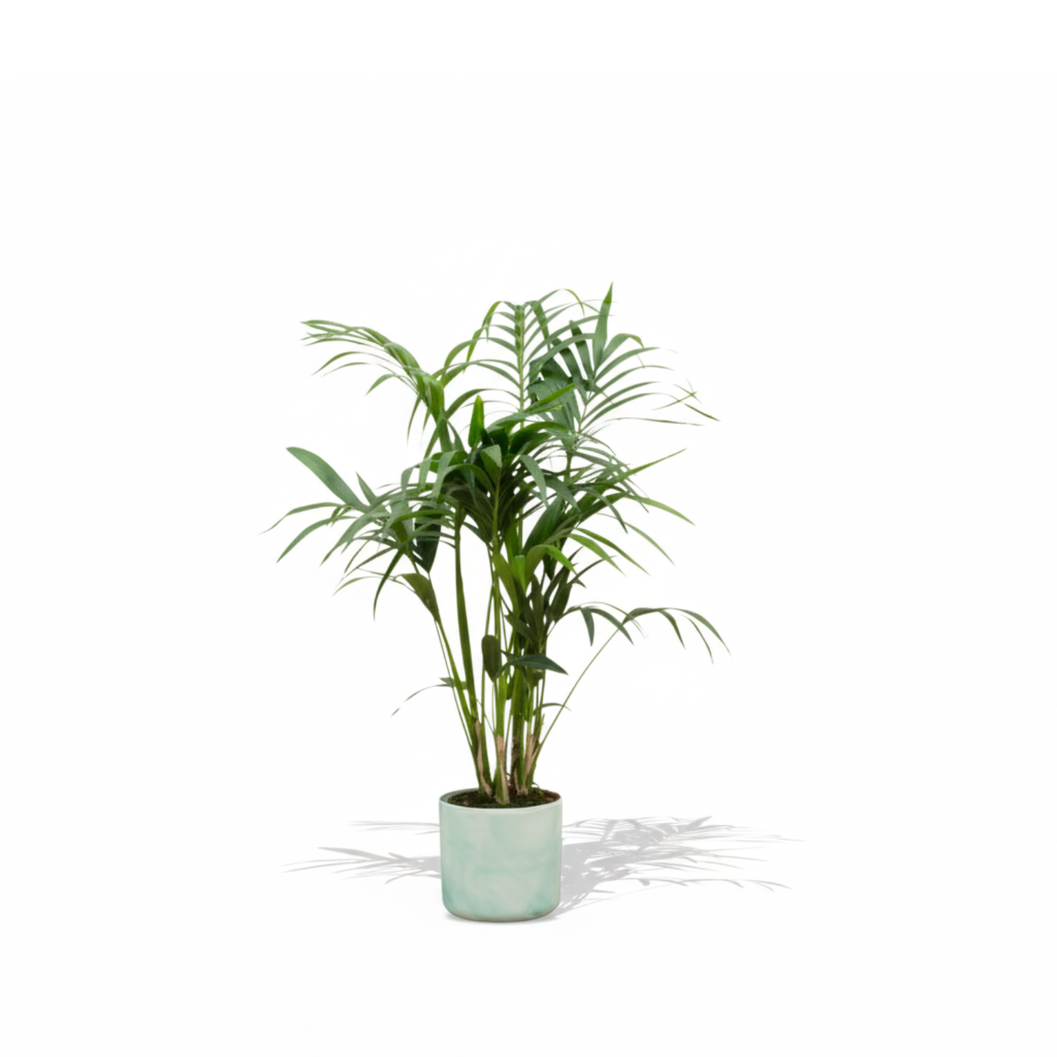 Kentia Palm