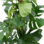 Monstera Pertusum