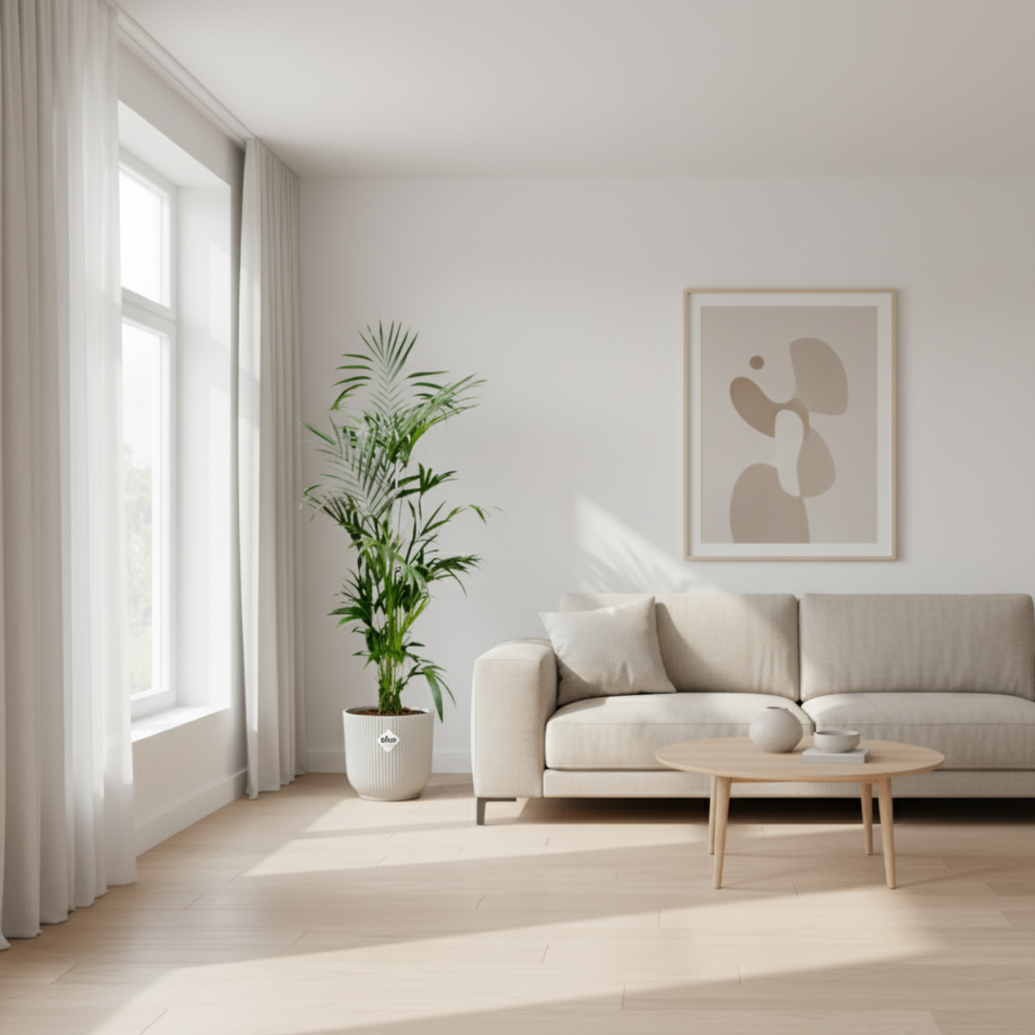 Kentia Palm