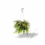 Rhipsalis Red Coral Hangplant 