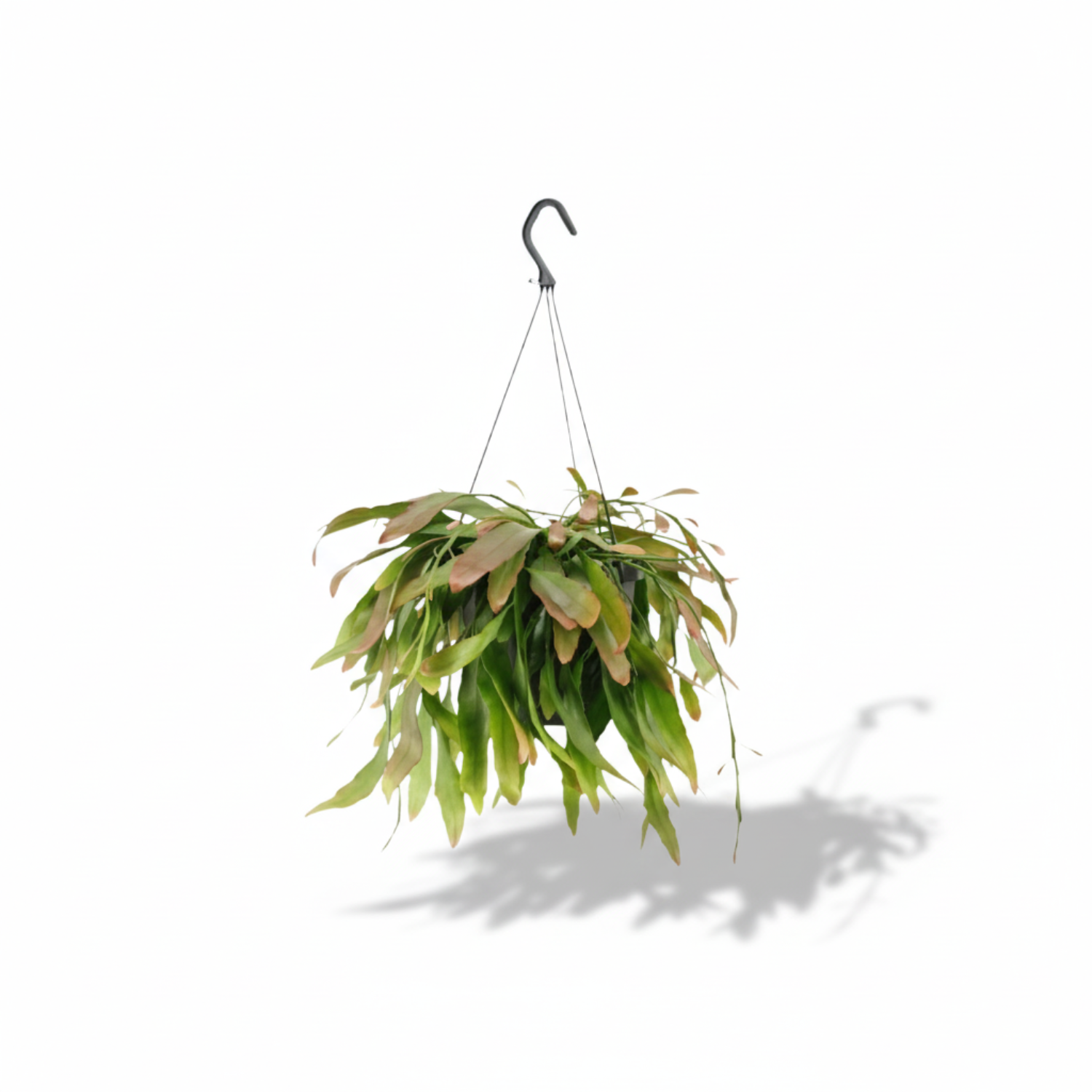 Rhipsalis Red Coral Hangplant 