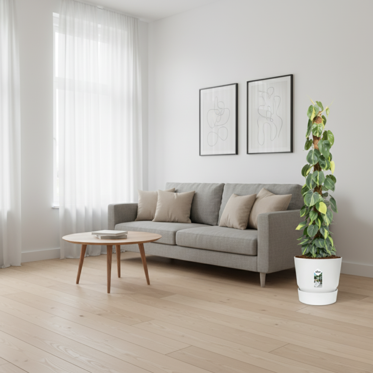 Philodendron Scandens kopen