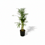 Areca palm 