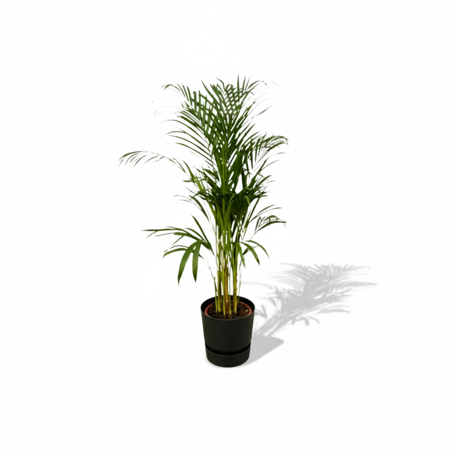 Areca palm 