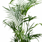 Kentia Palm