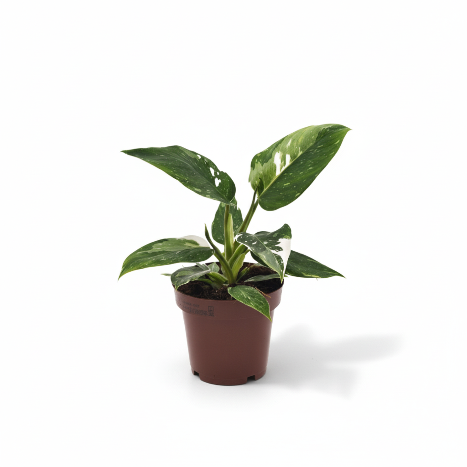 Philodendron kopen