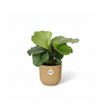 Calathea Orbifolia