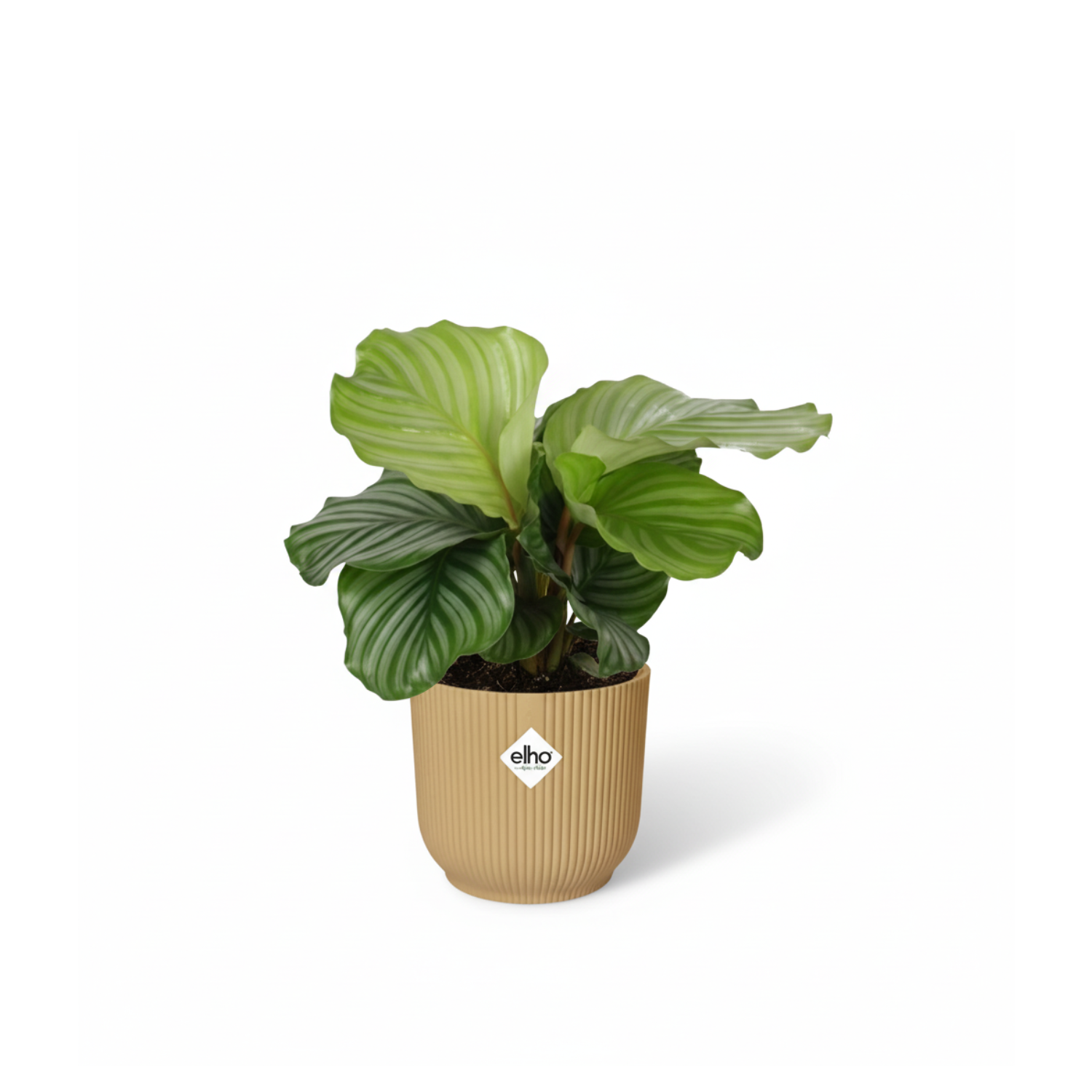 Calathea Orbifolia
