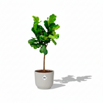 Ficus Lyrata Boom