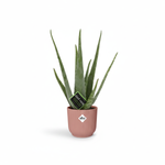 Aloe Vera kopen