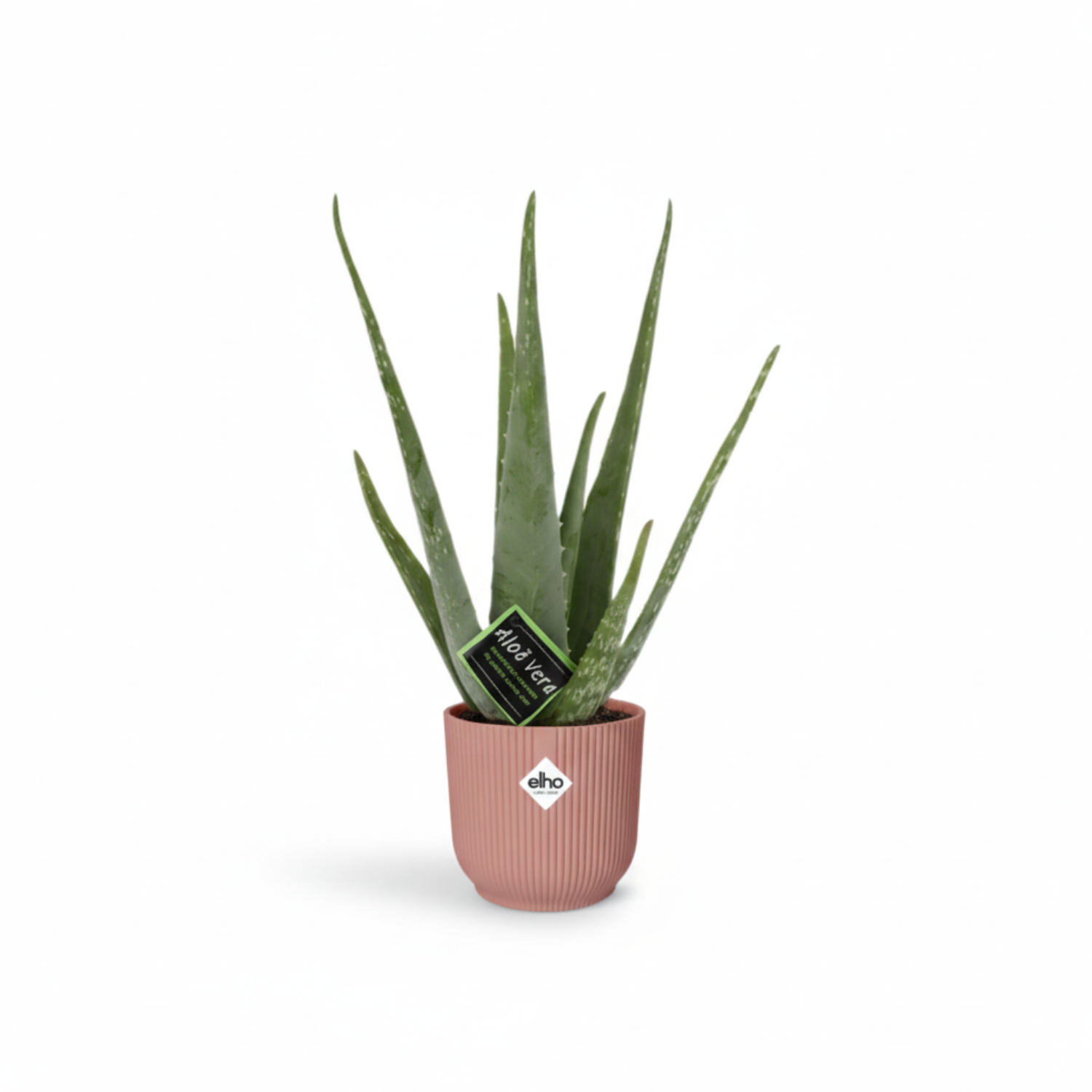 Aloe Vera kopen