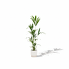 Strelitzia Nicolai
