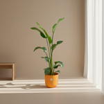 Strelitzia Nicolai