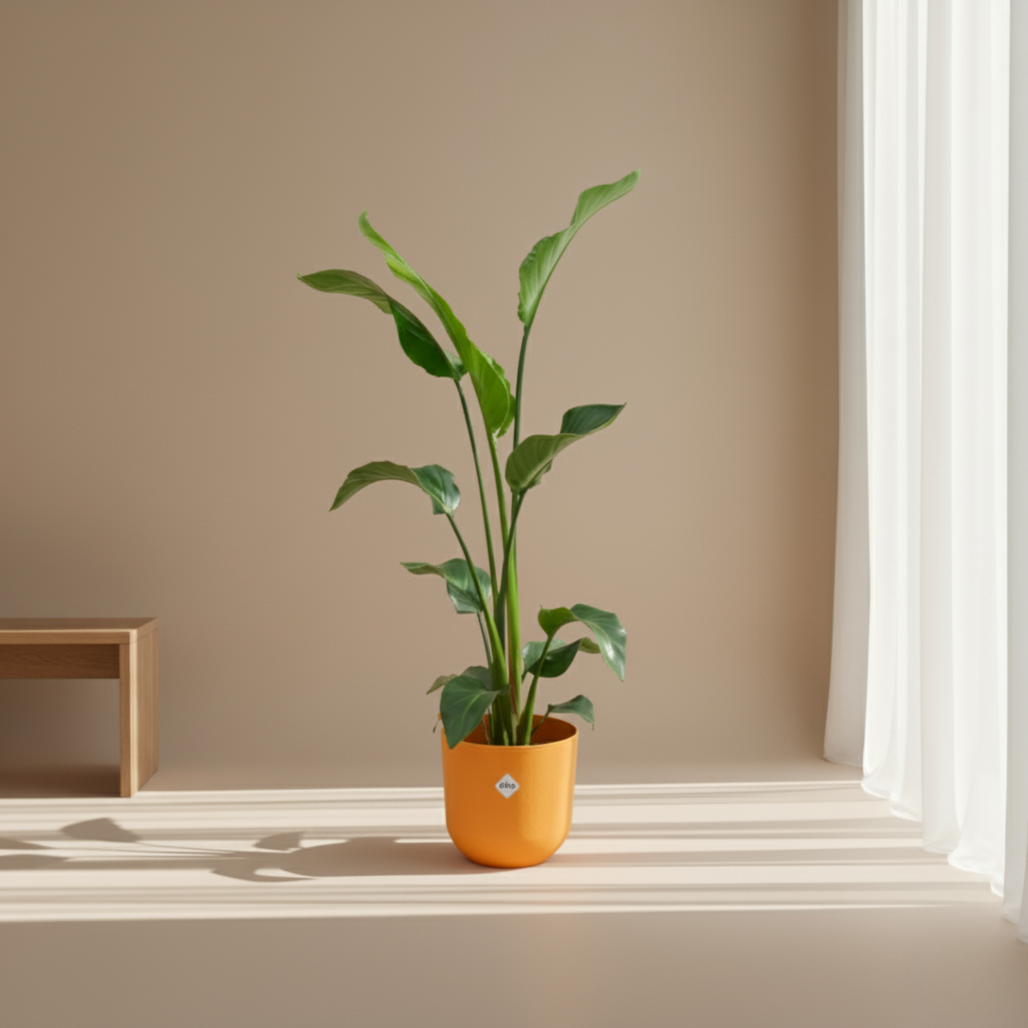 Strelitzia Nicolai