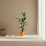 Kentia palm