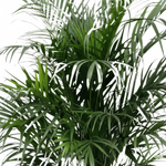 Areca Palm