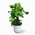 Monstera Deliciosa XXL