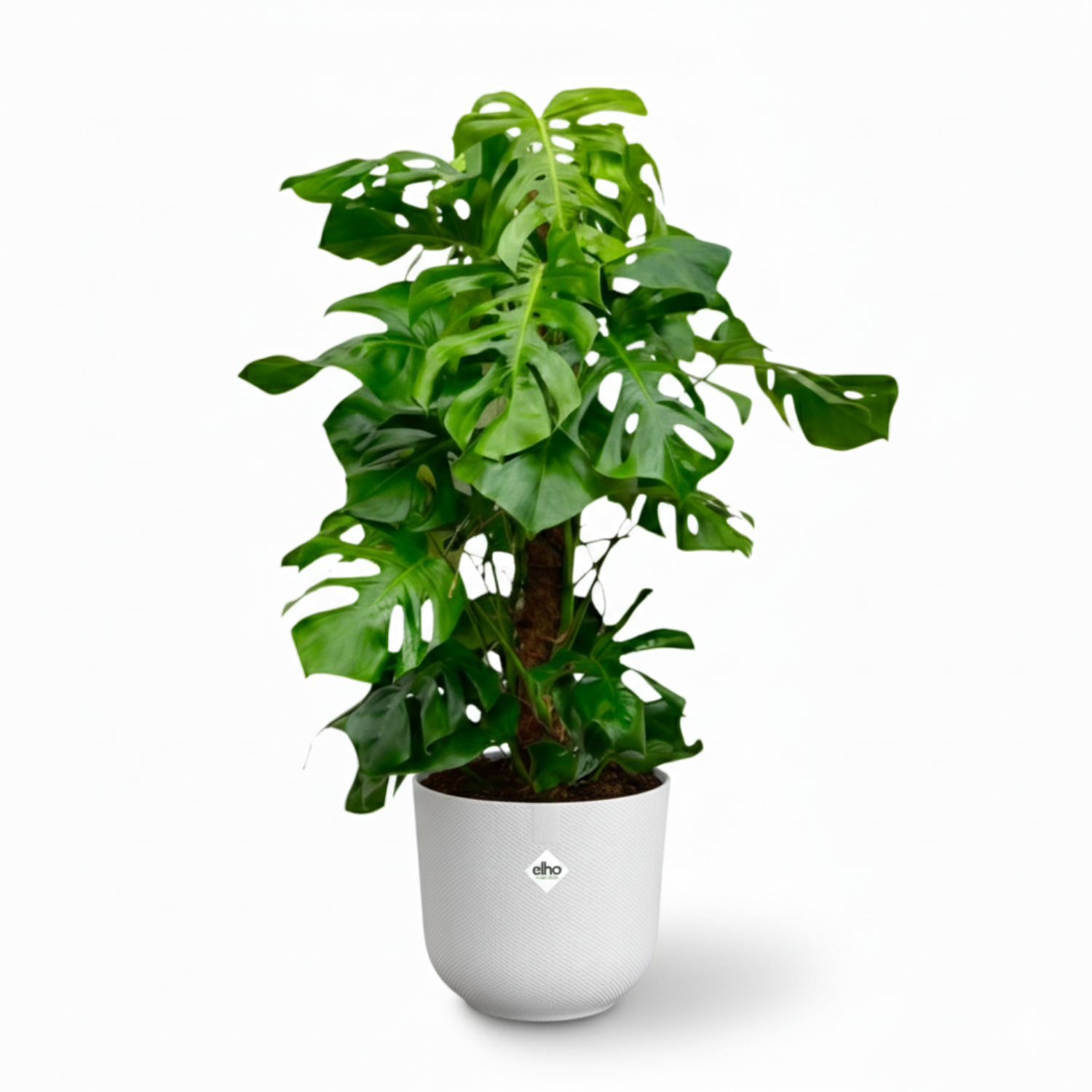 Monstera Deliciosa XXL