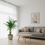 Areca Palm