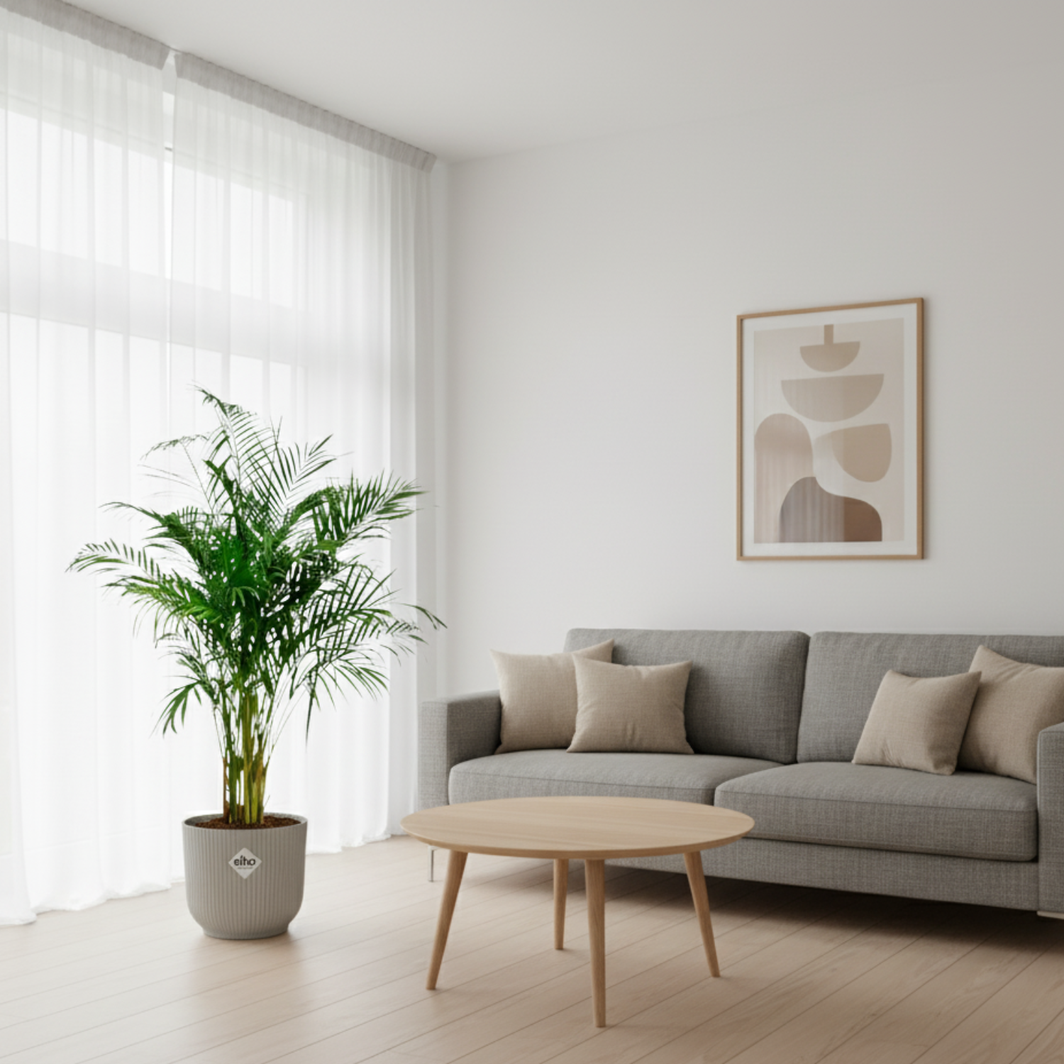 Areca Palm